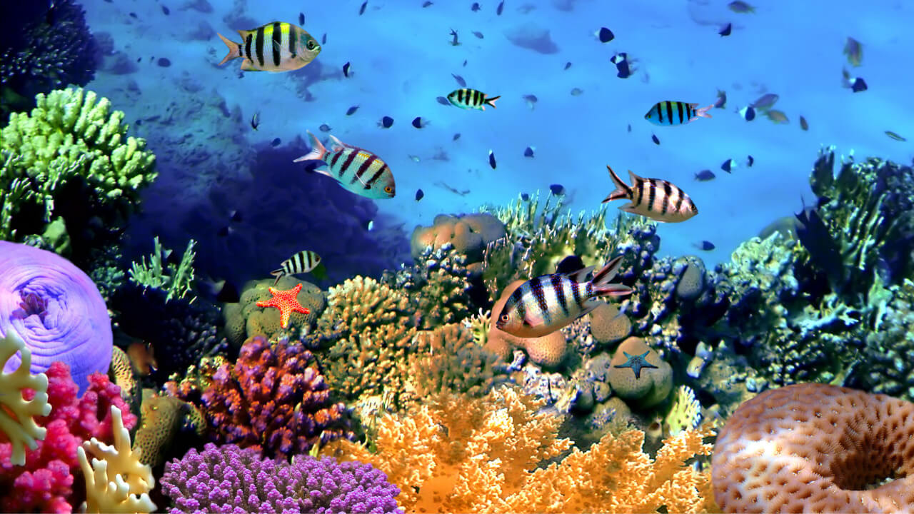養殖サンゴで生態系を守る - あすてな