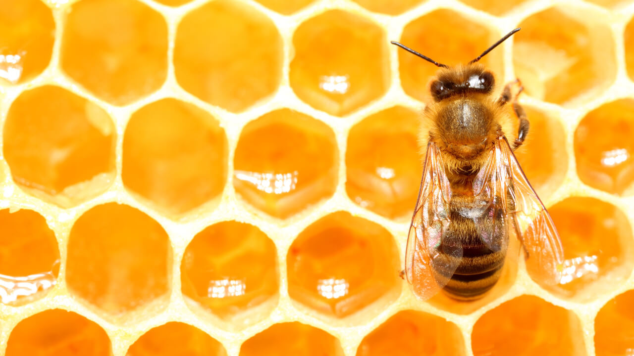 ミツバチが消えるとスーパーの商品の7割は消える！
