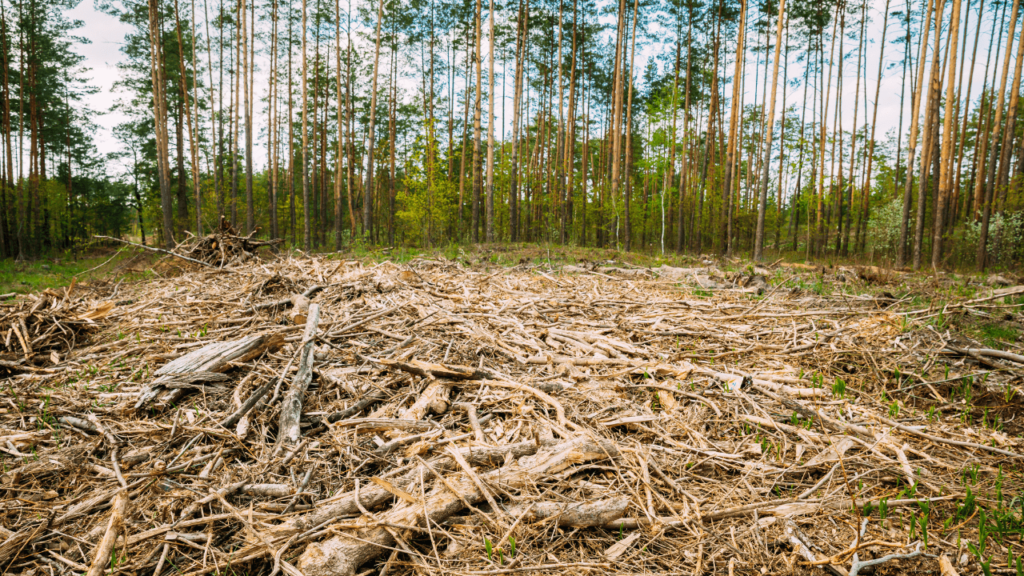 森林破壊の追跡義務や新たな炭素税、EUで進む