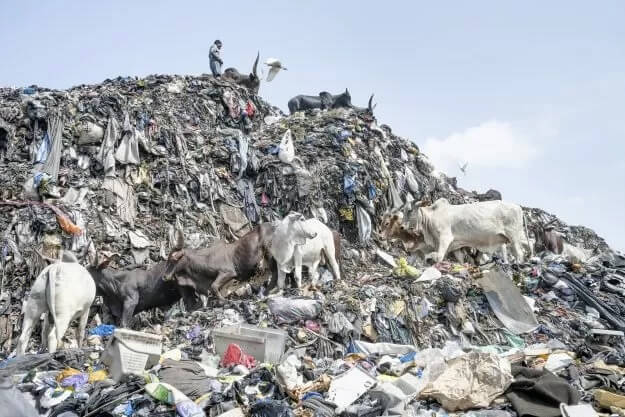リサイクル率世界トップを誇るドイツの衣料品廃棄処分の現状