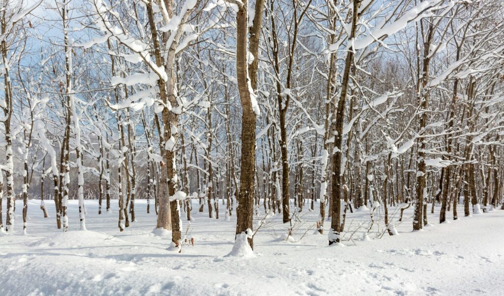 ニセコの雪に覆われた木々